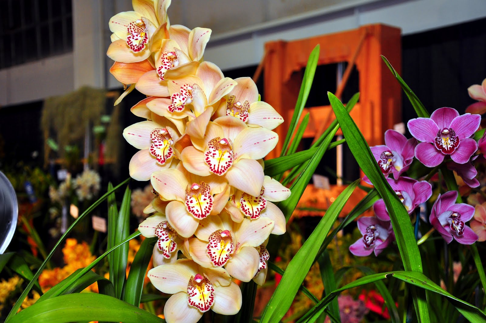 Орхидея фаленопсис необыкновенные